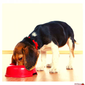 what does hypoallergenic mean in dog food