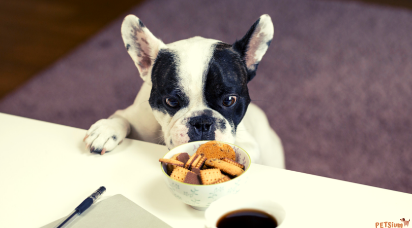 what is the best dog food for dogs with allergies