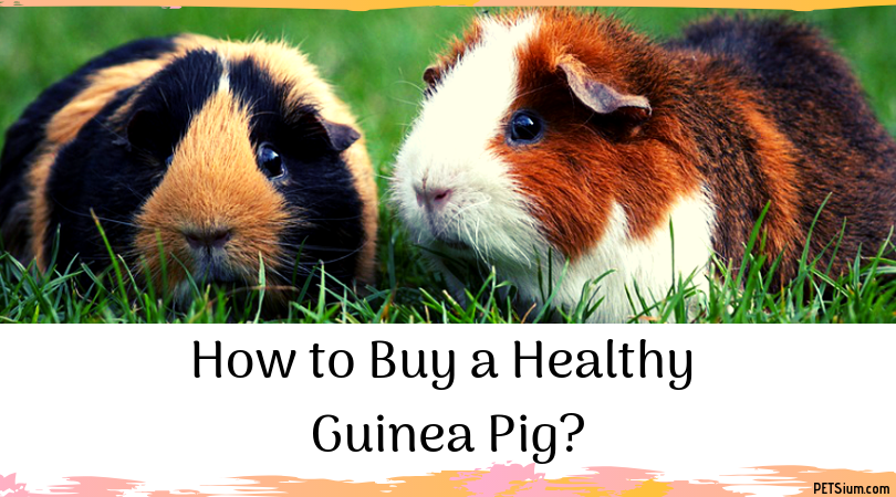 What To Look For When Adopting Or Buying Guinea Pigs Petsium