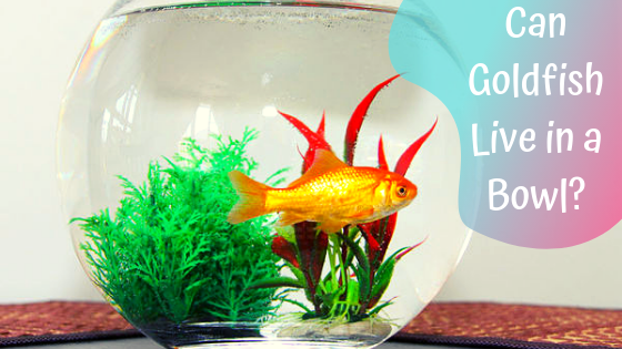 can goldfish live in a bowl