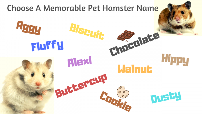 Girl And Boy Hamster Names | 460+ Names For Hamsters - Petsium