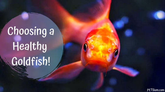 choosing a healthy goldfish