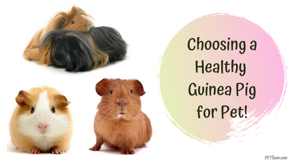 What to Look for when Adopting or Buying Guinea Pigs - Petsium