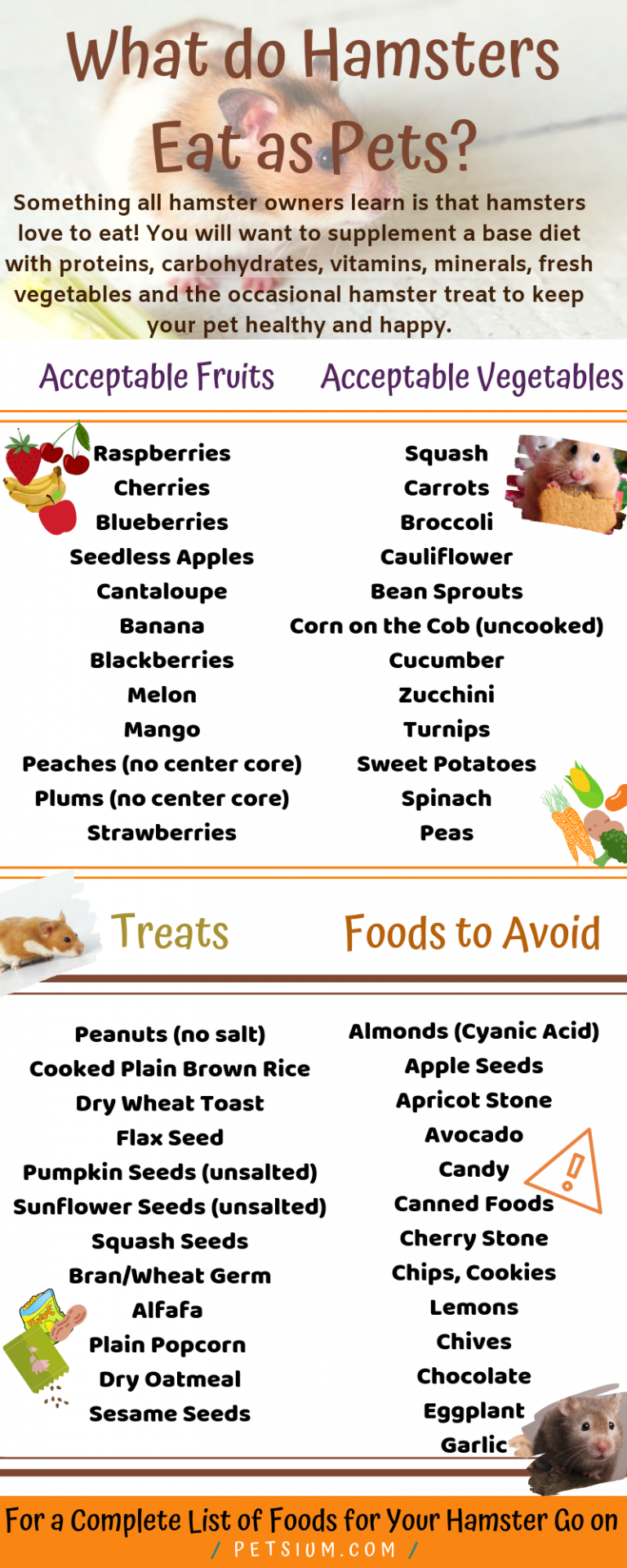 What Do Hamsters Eat? Hamster Food Guide Petsium