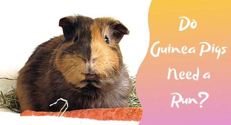 do guinea pigs need a run