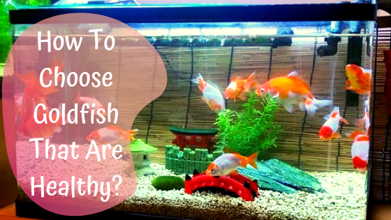 how to choose goldfish that are healthy