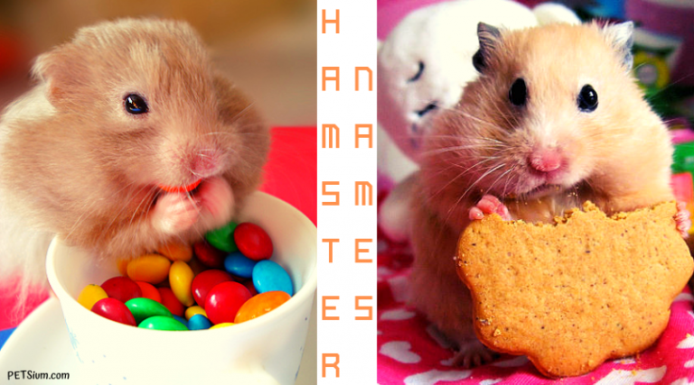 girl-and-boy-hamster-names-460-names-for-hamsters-petsium