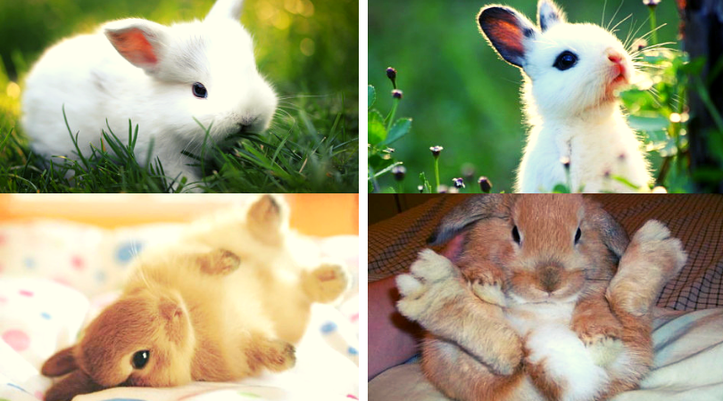 Dwarf Rabbits Facts