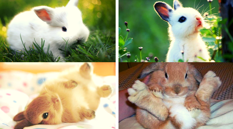 types of dwarf rabbits