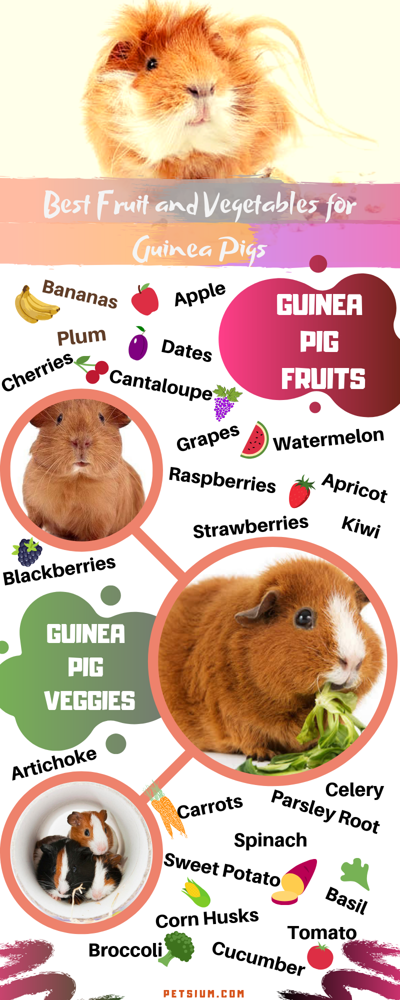 How to Care for a Hairless Guinea Pig Petsium