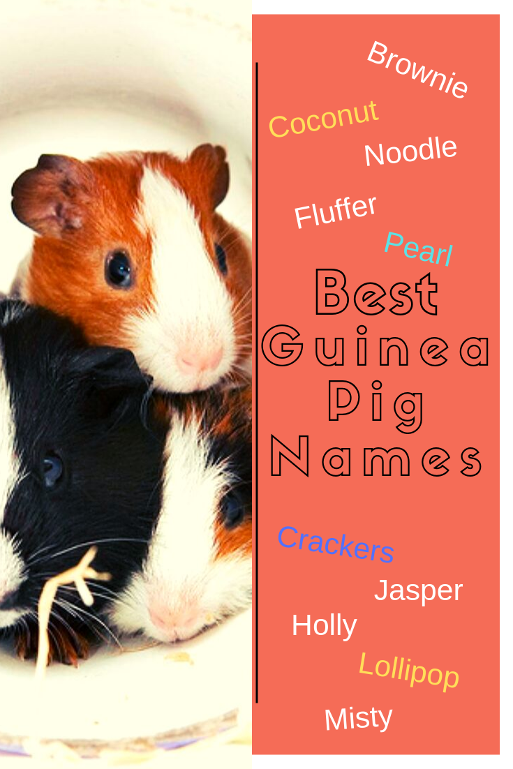 girl guinea pig names