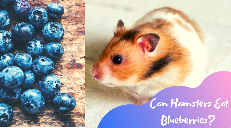 can hamsters eat blueberries