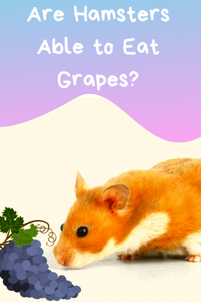 Can My Hamster Eat Grapes