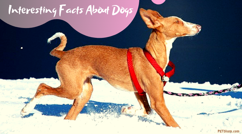 interesting facts about dogs