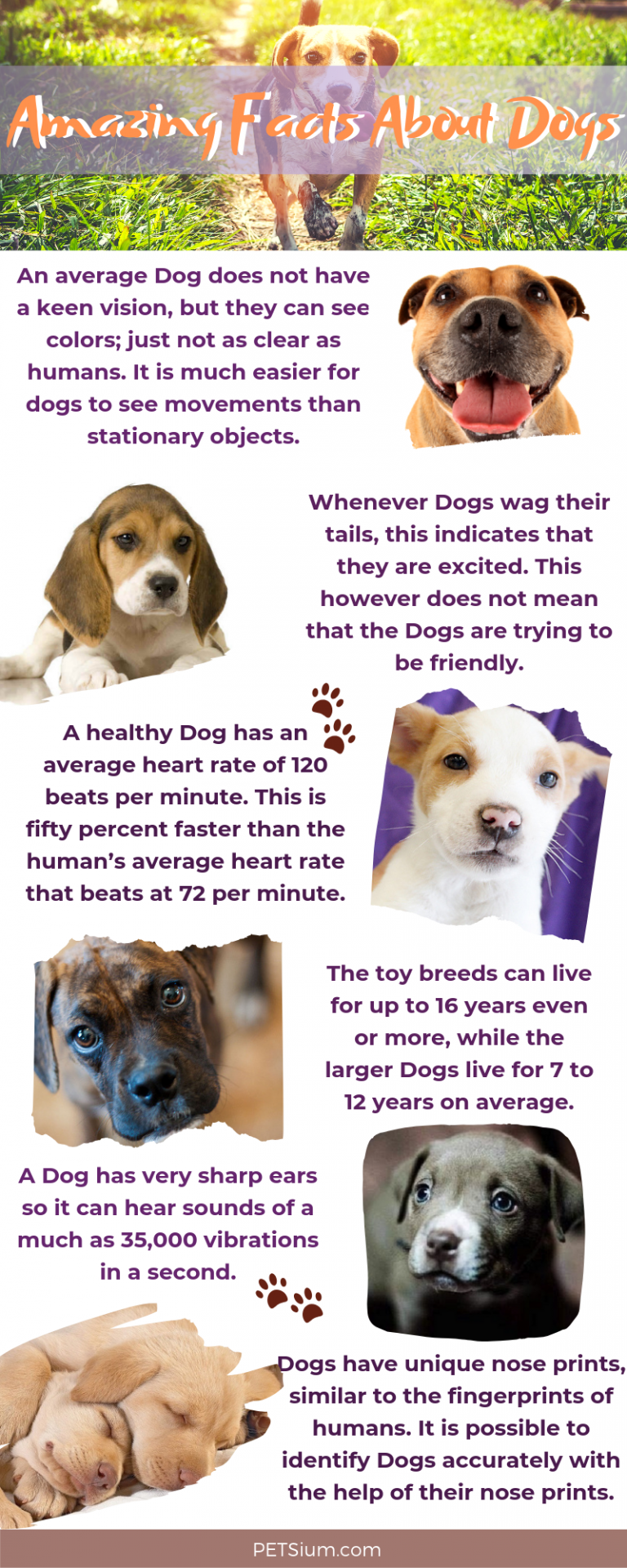 14 Facts About Your Dogs That You May Not Know About Dog Facts Dog