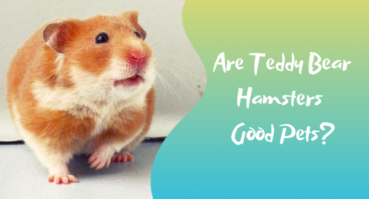 Teddy Bear Hamsters for Pets