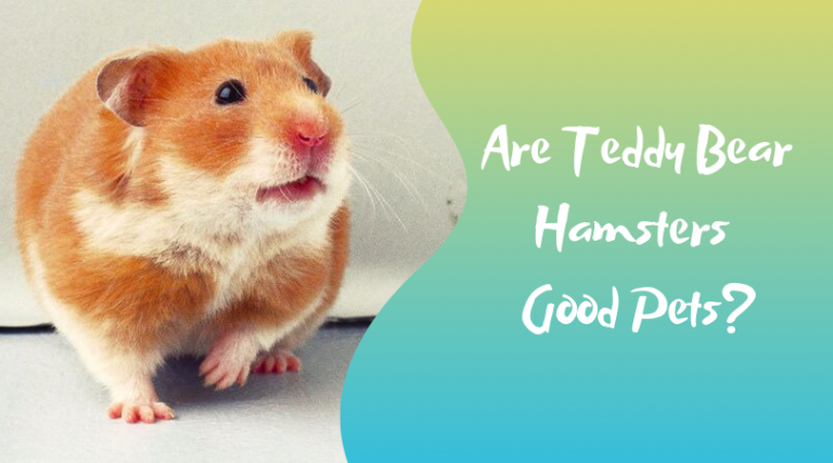 Teddy Bear Hamster Care, Lifespan, Size - Petsium