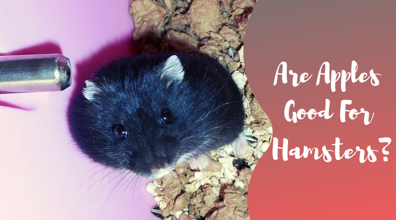 Can Hamsters Have Apples - Can hamsters eat apple seeds?