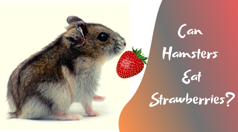 can hamsters eat strawberries