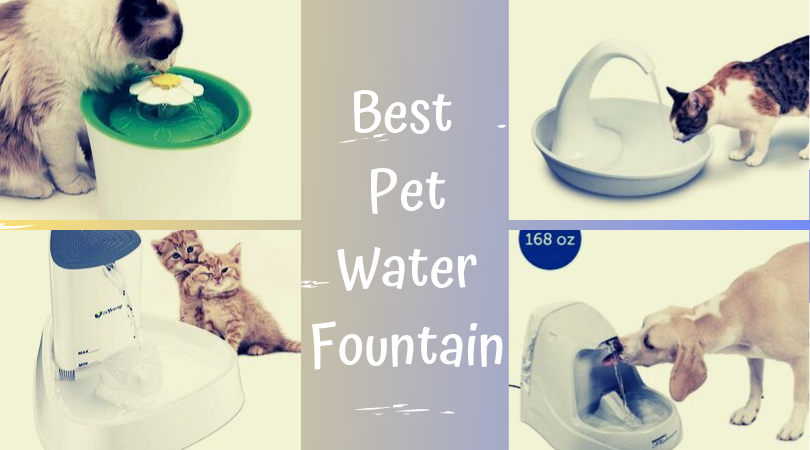 best pet water fountain