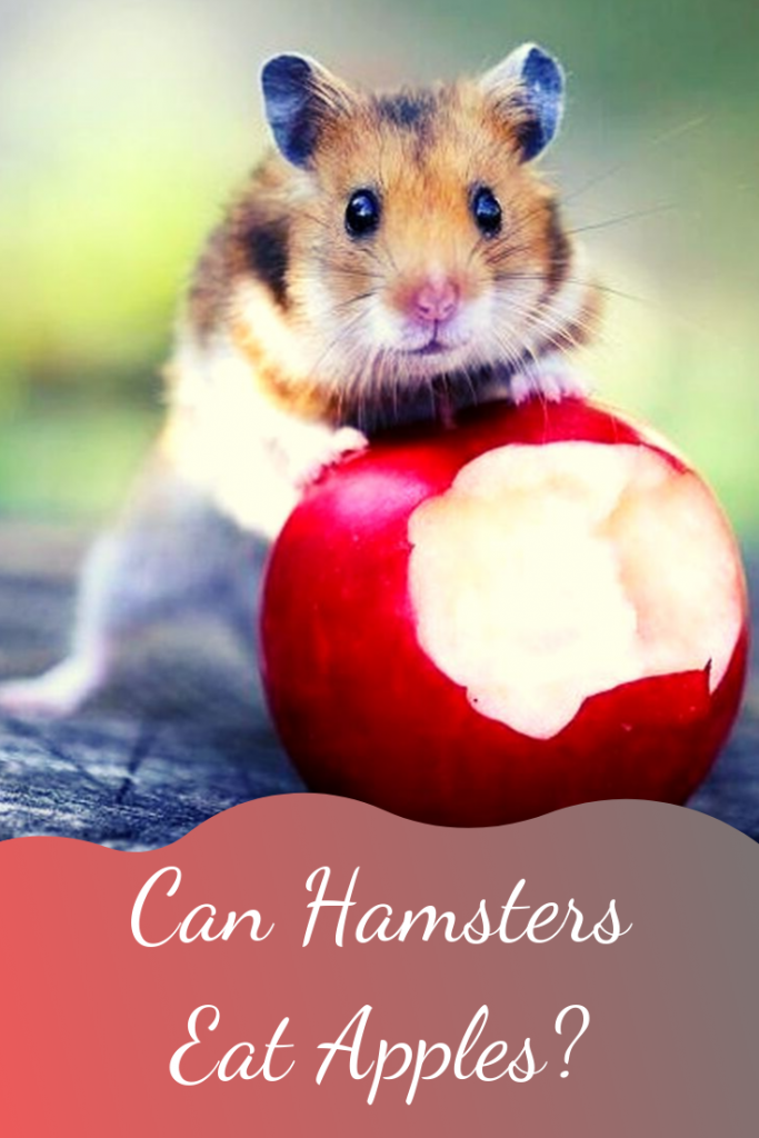 Can Hamsters Have Apples Can hamsters eat apple seeds? Petsium