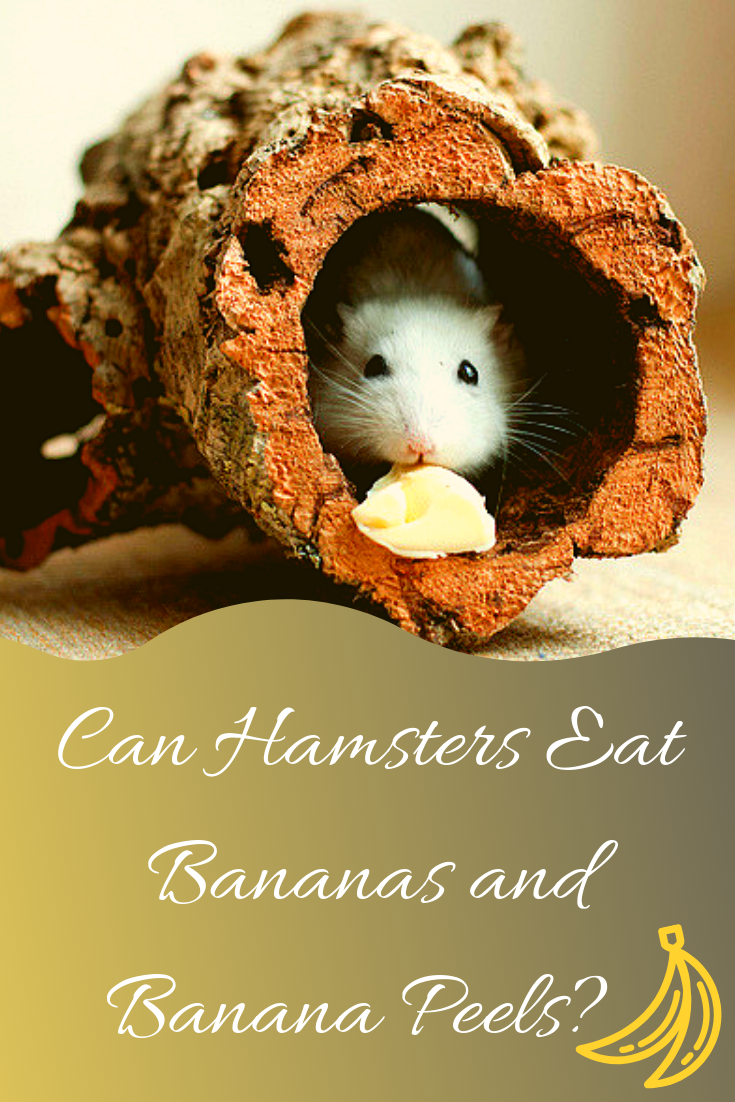 hamster eating banana