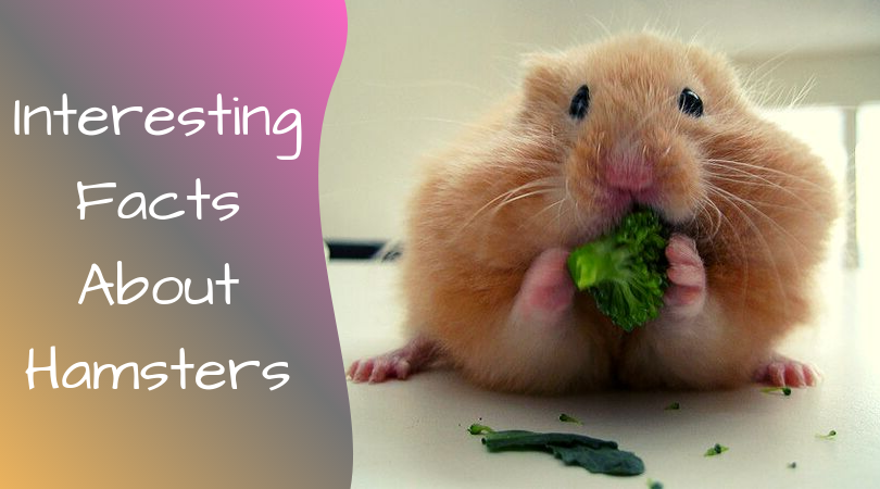 interesting facts about hamsters