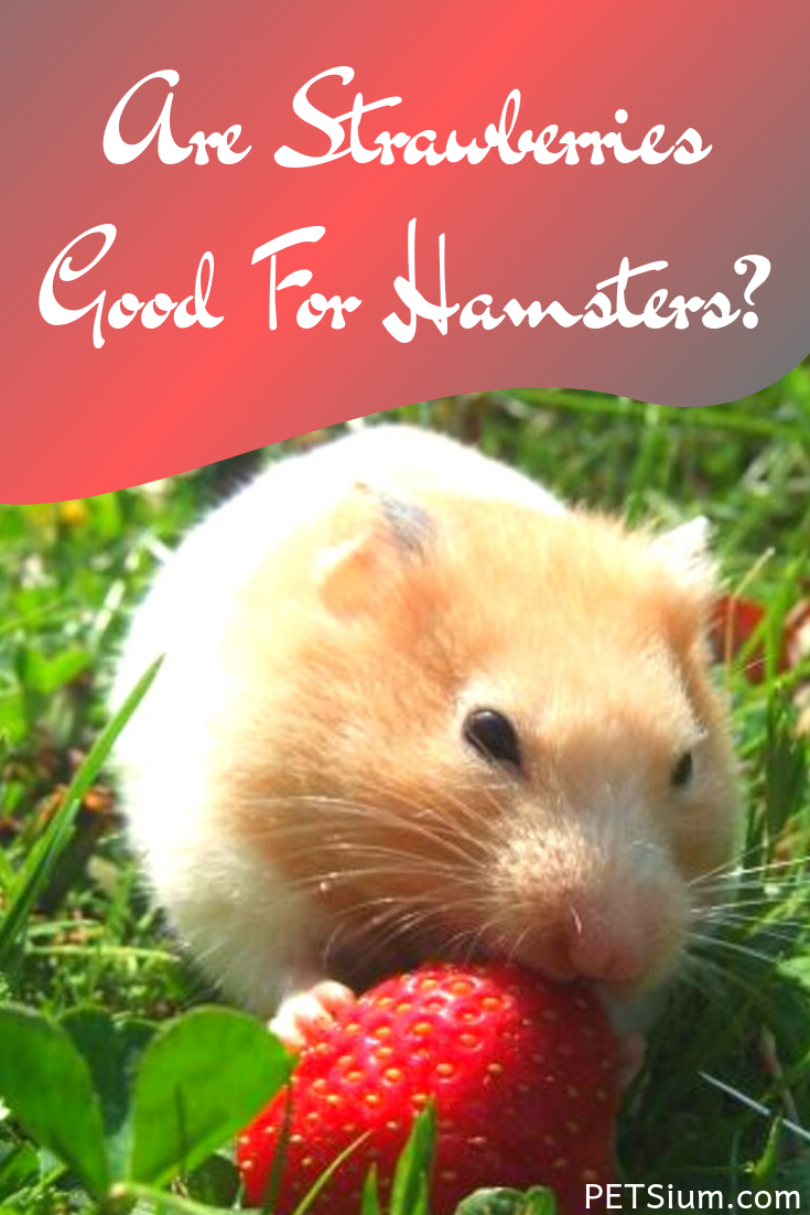 can hamsters have strawberries