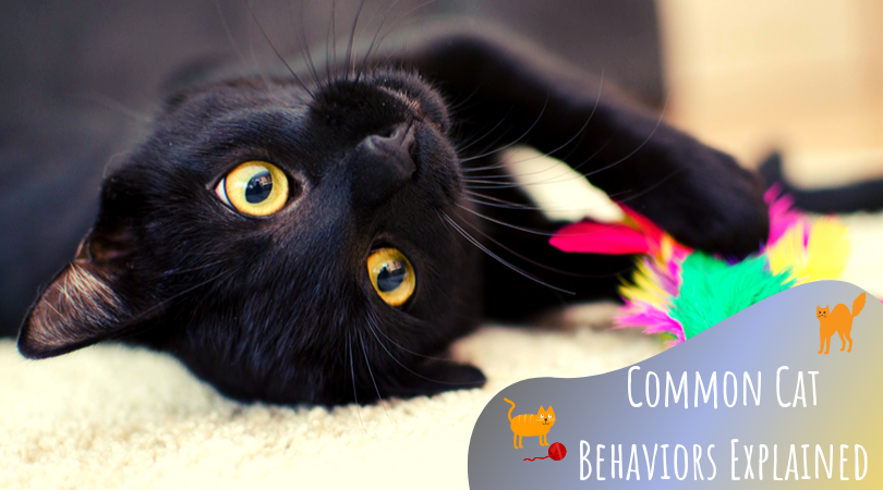 Common Cat Behaviors Explained