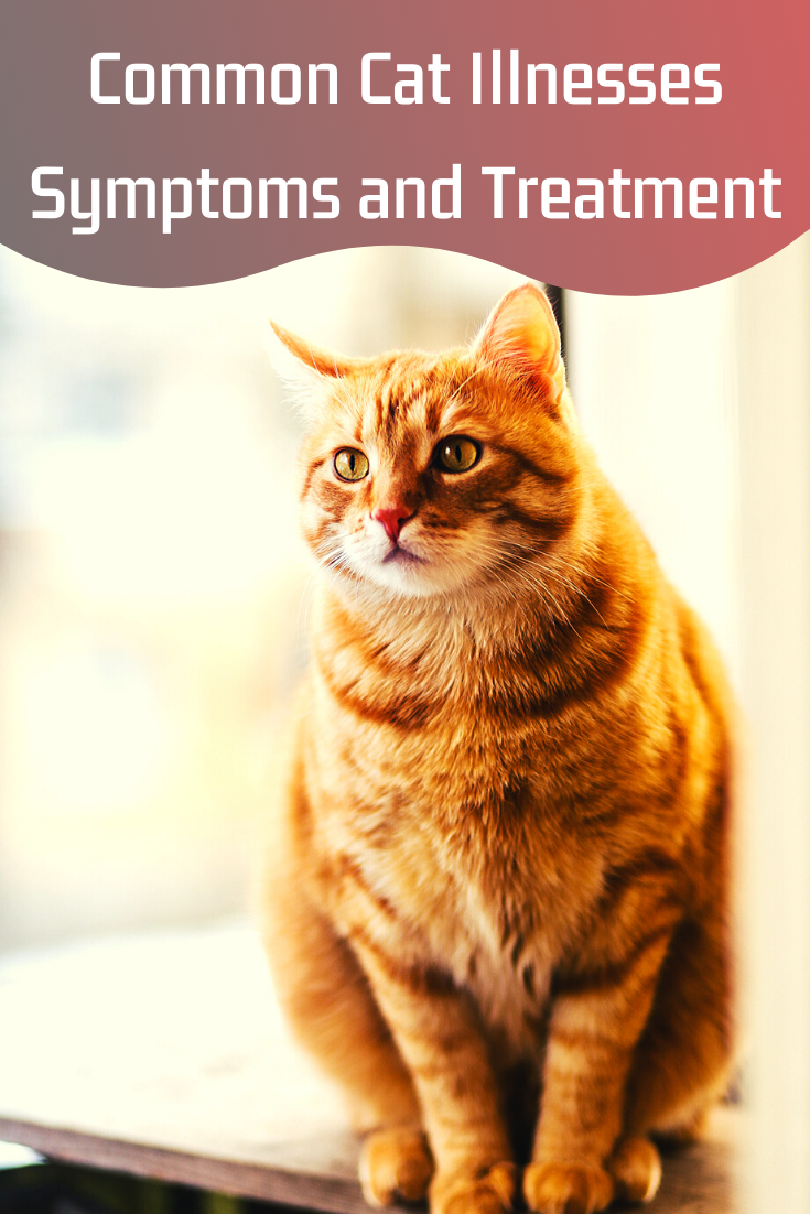 common cat illnesses symptoms and treatment
