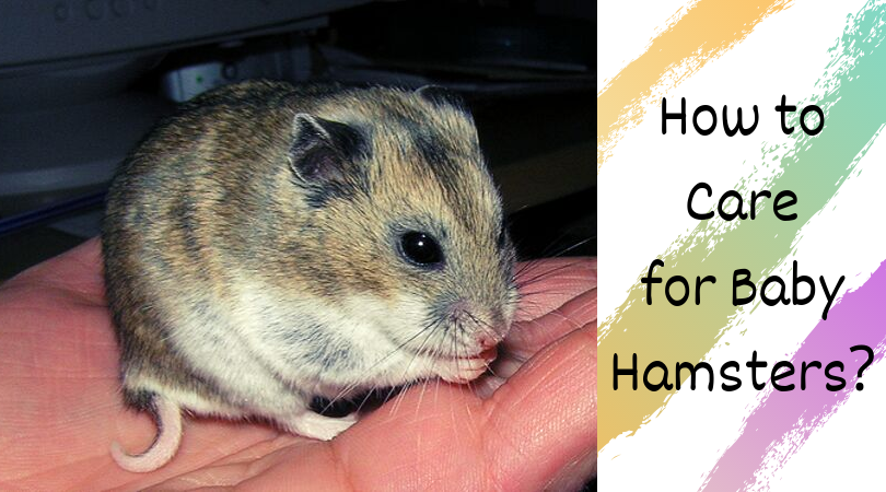 how to care for baby hamsters