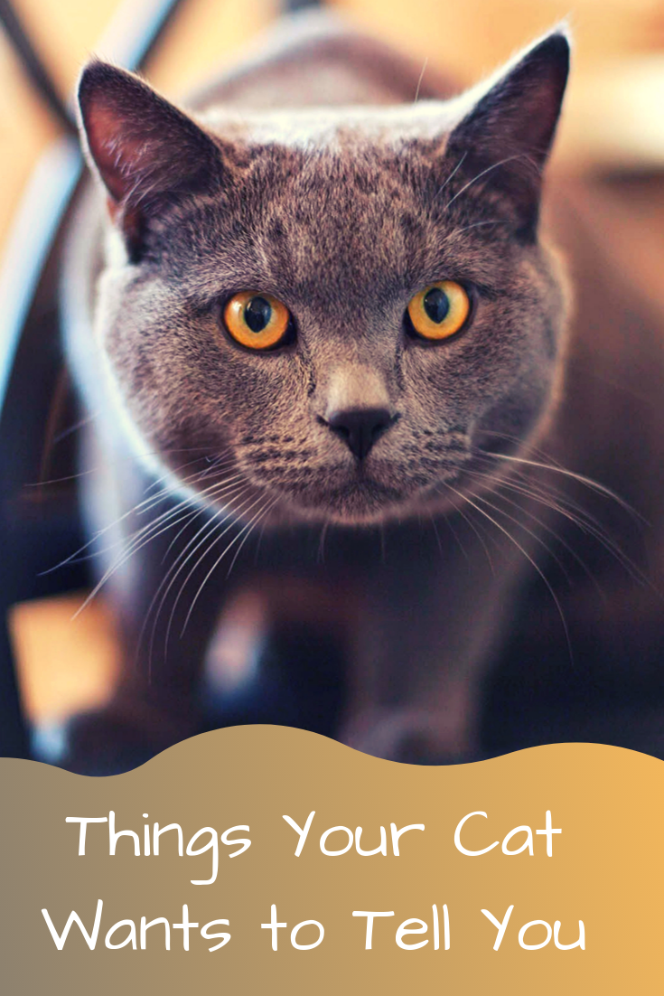 learn more about common cat behavior issues