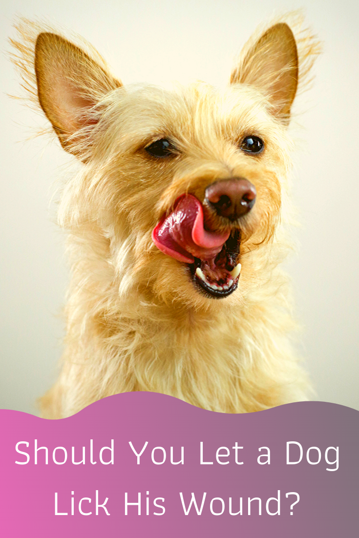 should you let a dog lick his wound