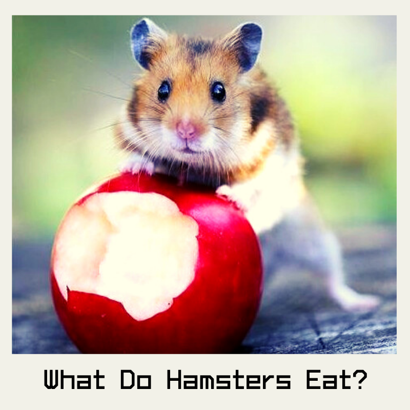 Facts About Hamsters Petsium