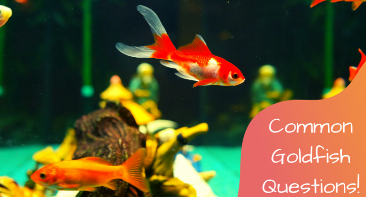 common goldfish questions