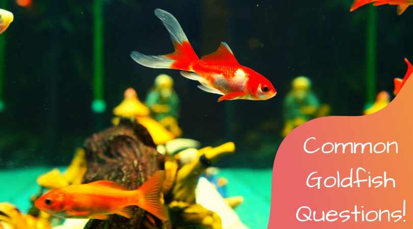 common goldfish questions