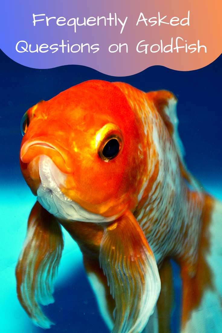 frequently asked questions on goldfish