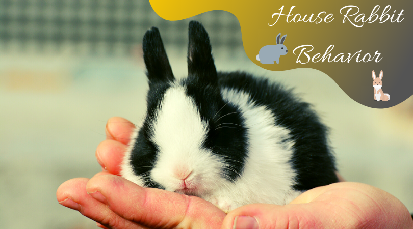 house rabbit behavior