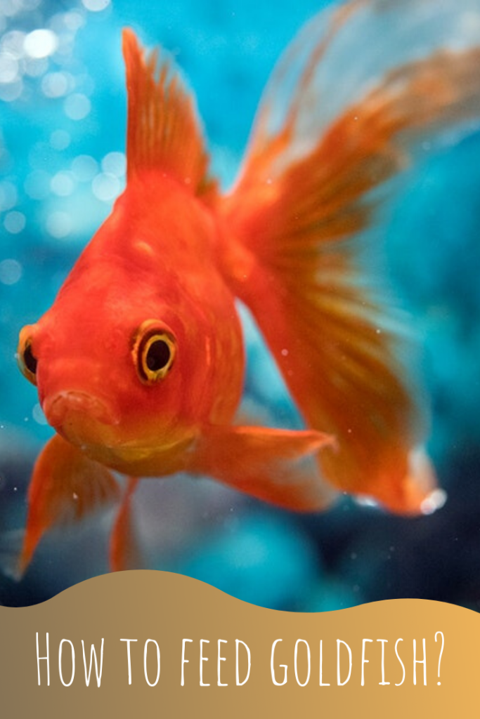 What Does a Goldfish Eat? - Petsium