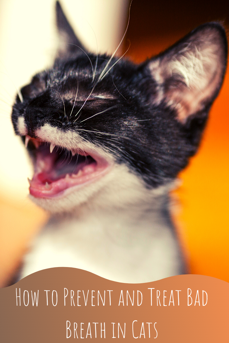 how to prevent and treat bad breath in cats