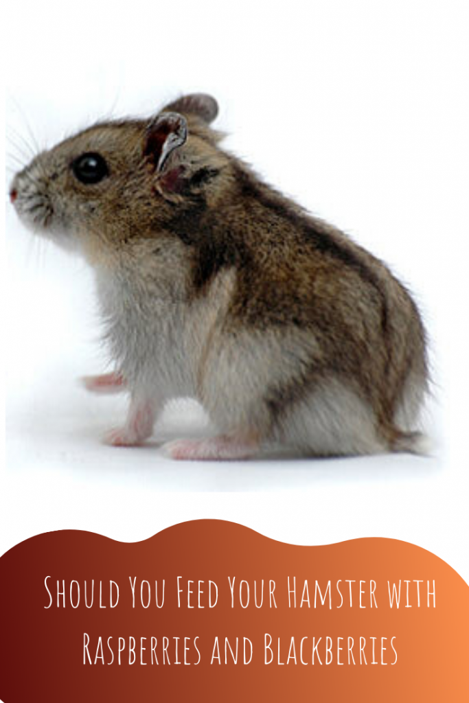 Can Hamsters eat Raspberries and Blackberries Petsium