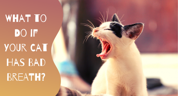 what to do if your cat has bad breath