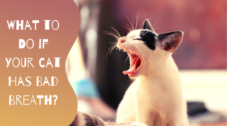 cat-bad-breath-facts-causes-and-treatment-petsium