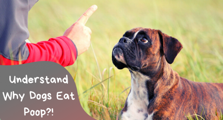 why dogs eat feces