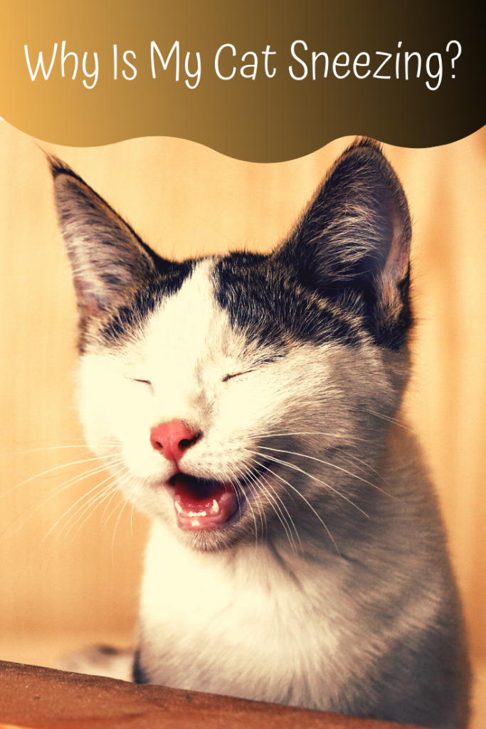 11-causes-of-cat-sneezing-petsium