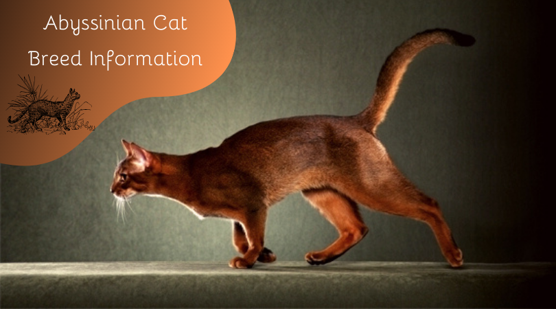 Abyssinian Cat Breed Information