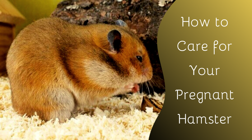 how to care for your pregnant hamster
