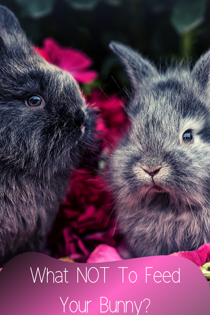 what not to feed your bunny