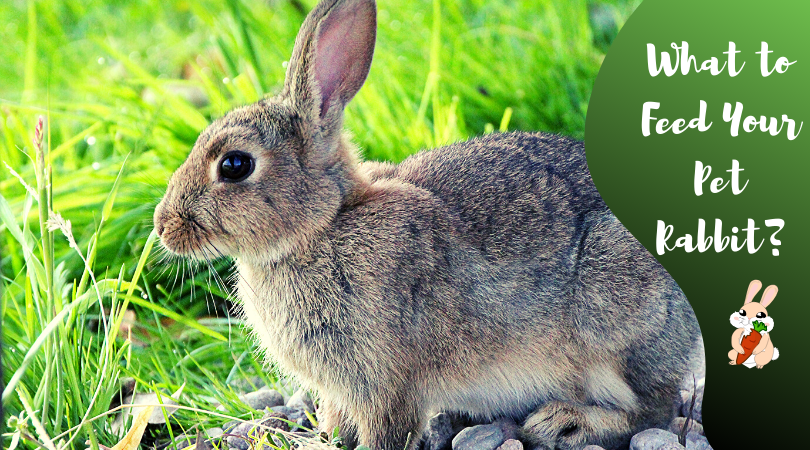 what to feed your pet rabbit