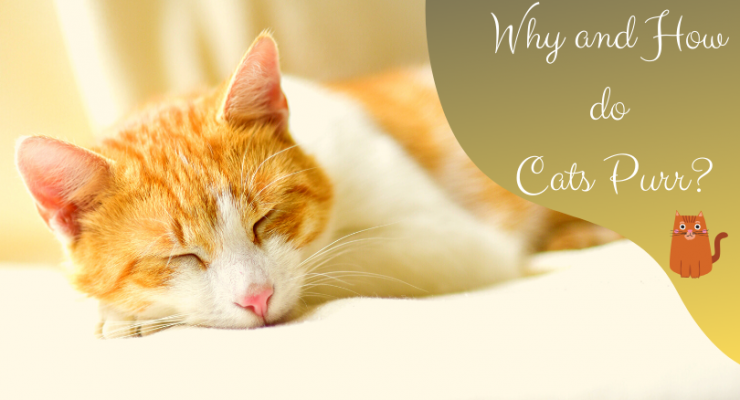 why and how do cats purr